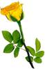 roseyellow flipped.bmp