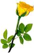 Rose Yellow in color